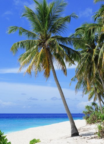 Коллекция картинок на тему «Обои Море, Пляж, Пальмы»