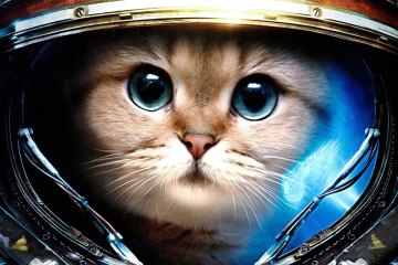 Коллекция картинок на тему «Обои Кот в Космосе»