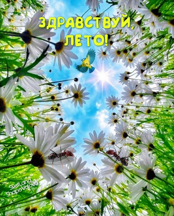 Изображение №10 1280x1589 «Здравствуй лето!» из коллекции «Открытки «С первым днем лета!»»