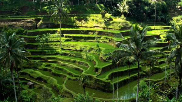 Изображение №7 1920x1080 «Рисовые террасы, Бали, Индонезия» из коллекции «Обои Бали»