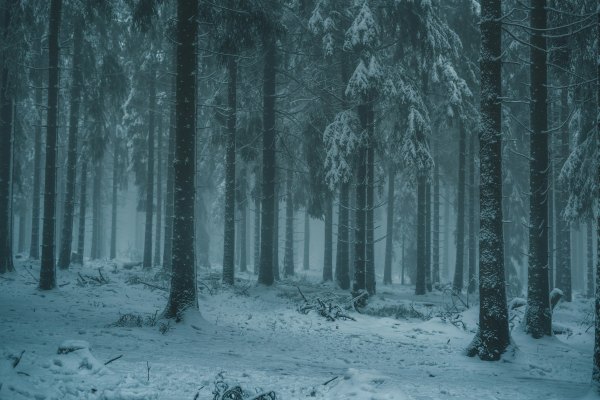 Изображение №7 6000x4000 «Заснеженный лес зимой» из коллекции «Зимний лес»