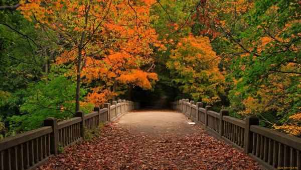 Изображение №1 1920x1080  из коллекции «Красивые осенние обои, Осень»