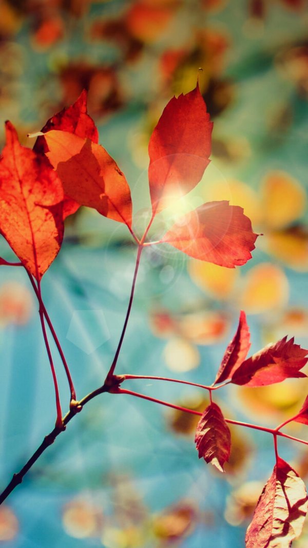 Изображение №13 1440x2560  из коллекции «Осень, Красивые осенние обои»