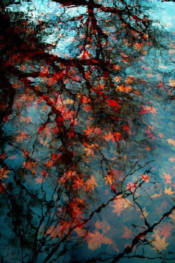 Изображение №8 1280x1920 «Красивый фон, опавшие листья в озере» из коллекции «Осень, Красивые осенние обои»