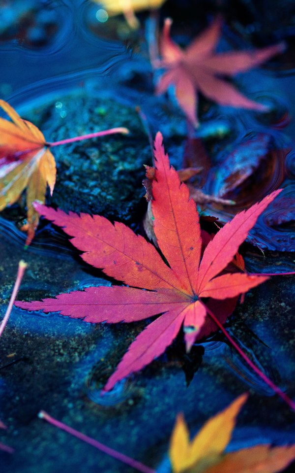 Изображение №12 1600x2560 «Опавшие кленовые листья на воде» из коллекции «Осень, Красивые осенние обои»