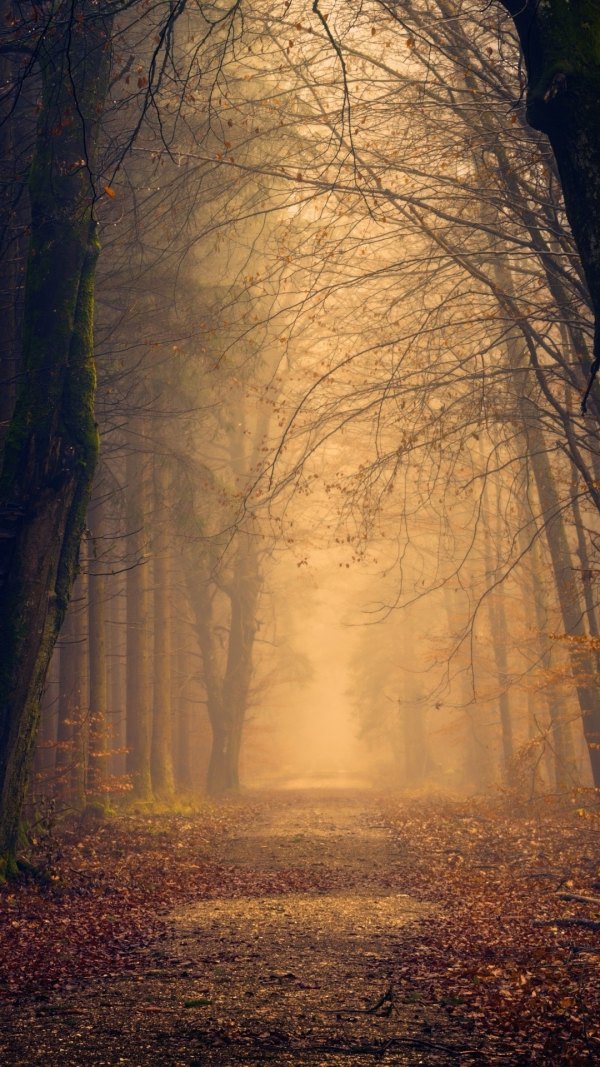 Изображение №21 1080x1920 «Осенний туманный лес, дорога» из коллекции «Осень, Красивые осенние обои»