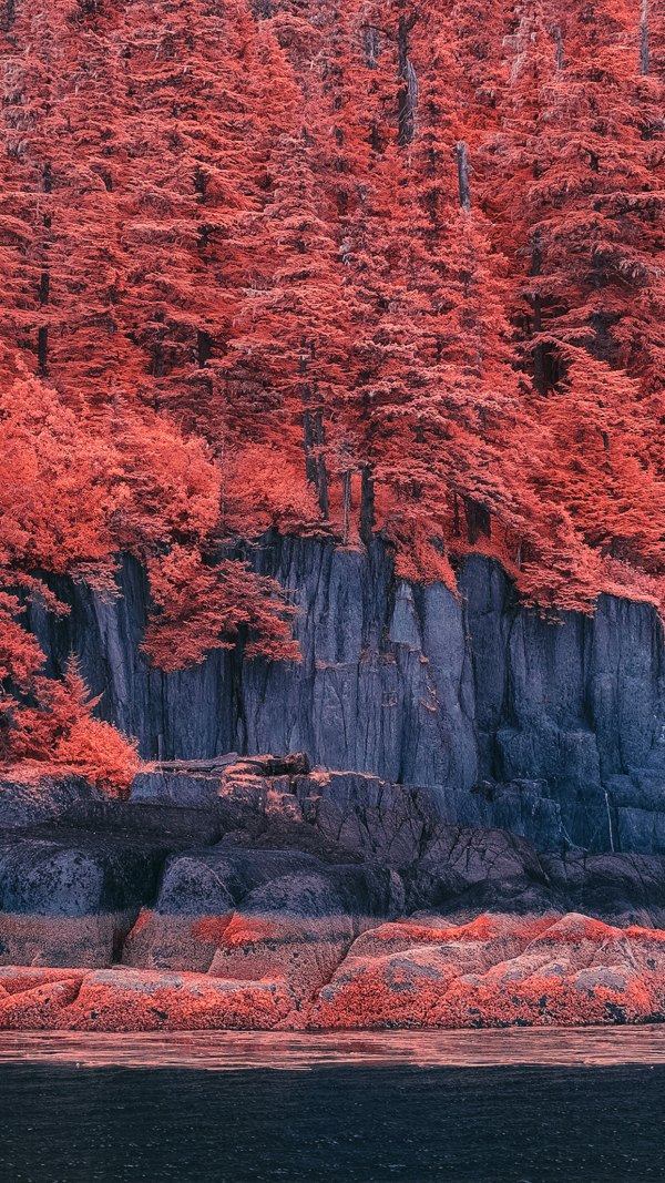 Изображение №28 1242x2208 «Красные деревья на скалах» из коллекции «Осень, Красивые осенние обои»