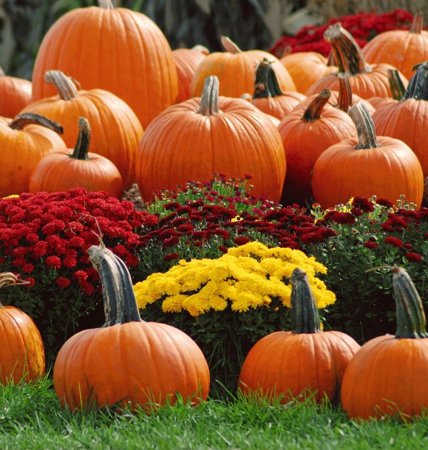 Изображение №29 1522x1600  из коллекции «Красивые осенние обои, Осень»