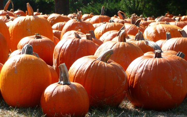 Изображение №14 1920x1200 «Тыквы на поле» из коллекции «Обои Тыквы»