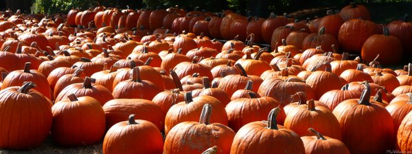 Изображение №42 3200x1200 «Большое количество тыквы» из коллекции «Обои Тыквы»