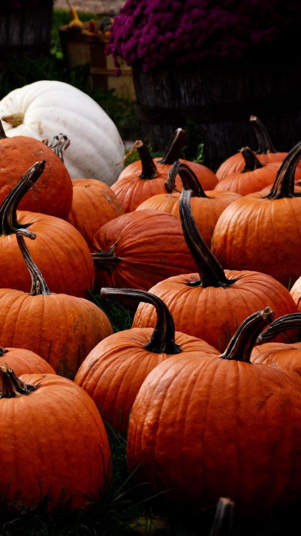 Изображение №46 1350x2400  из коллекции «Обои Тыквы»