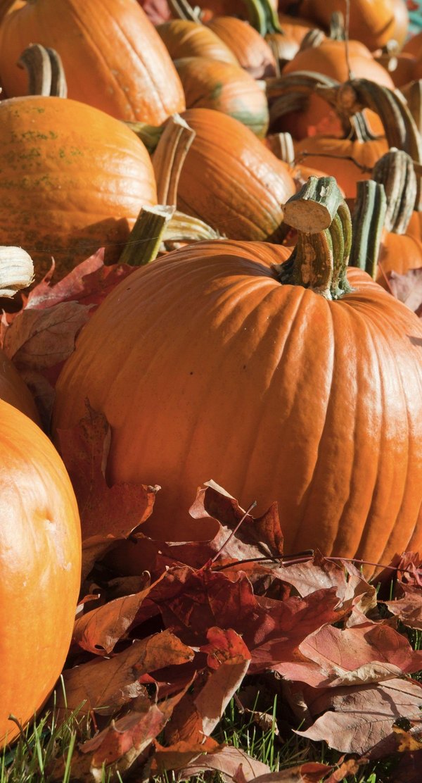 Изображение №26 1398x2592 «Оранжевые тыквы, осень» из коллекции «Обои Тыквы»