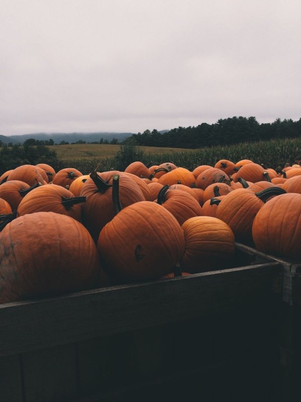 Изображение №38 960x1280 «Тыквы в поле» из коллекции «Обои Тыквы»