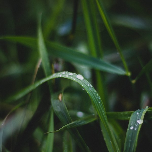 Изображение №36 2048x2048 «Зеленые листья после дождя» из коллекции «Обои Дождь»