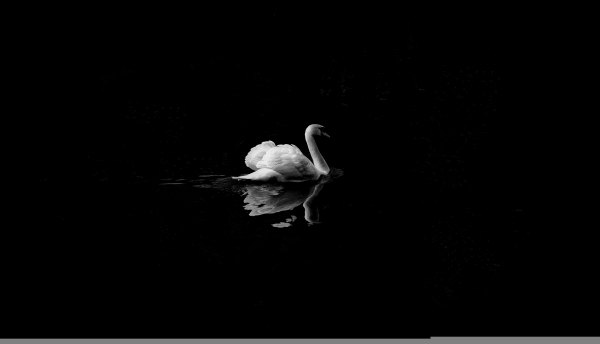 Изображение №16 4928x2828 «Лебедь на черном фоне» из коллекции «Обои Чёрный Минимализм»