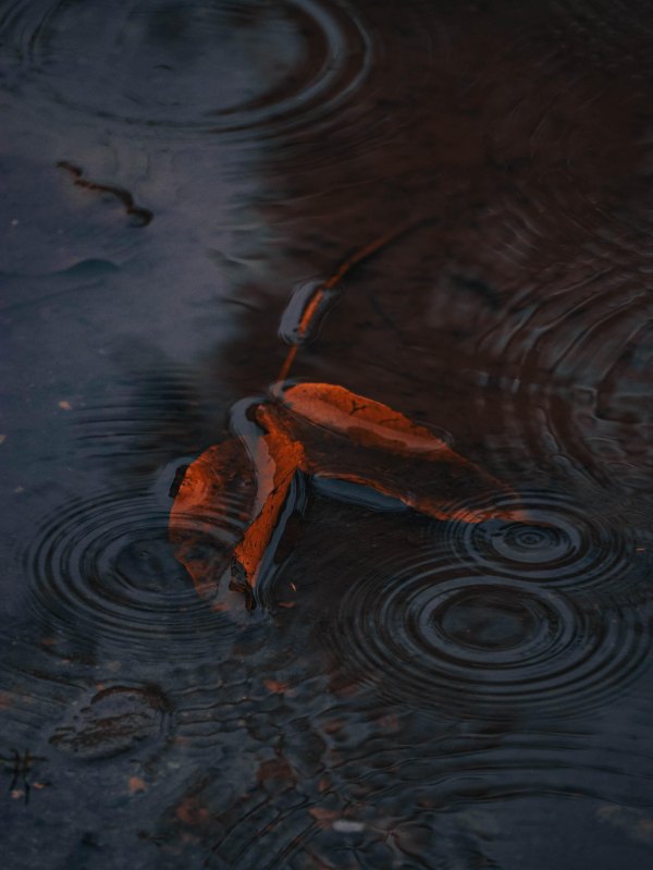 Изображение №16 3448x4592 «Два листка в луже, дождь» из коллекции «Обои Дождь»