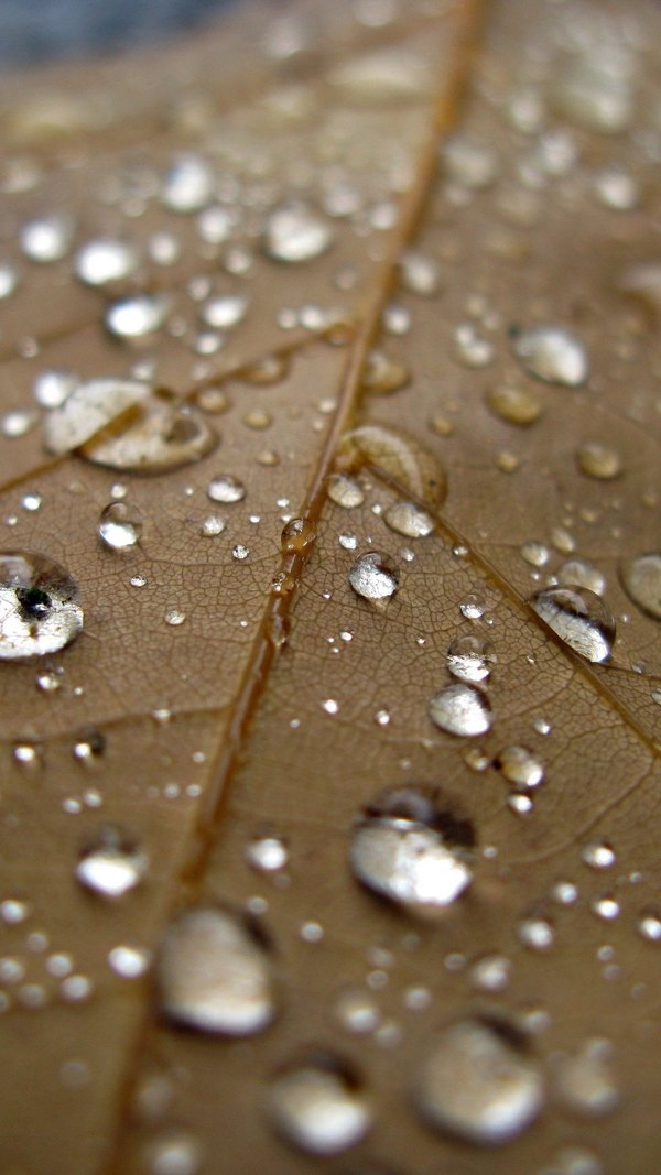 Изображение №14 1080x1920 «Капли на листке, макросъемка» из коллекции «Обои Дождь»