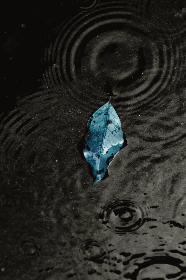 Изображение №38 4000x6000 «Голубой листок в луже, дождь, чёрный фон» из коллекции «Обои Дождь»