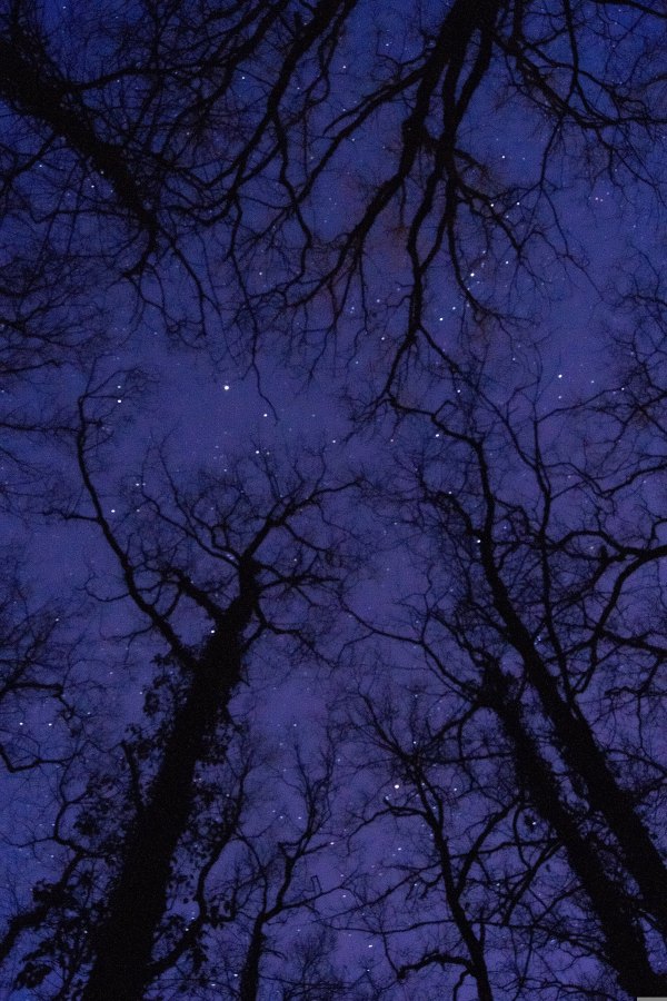 Изображение №40 2848x4272 «Голые деревья, звездное небо» из коллекции «Обои Звёздная Ночь»