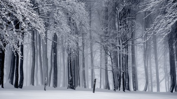 Изображение №43 3840x2160 «Деревья и снег» из коллекции «Зимний лес»