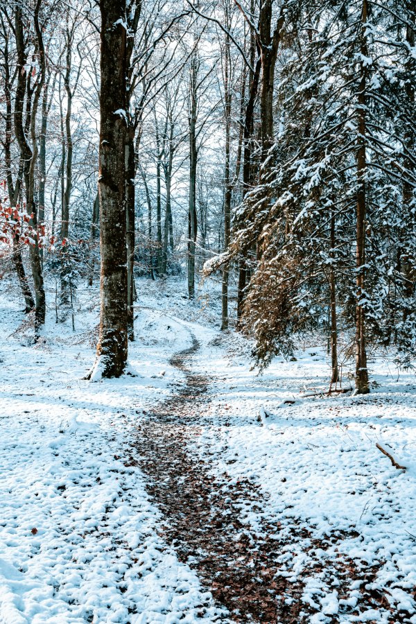 Изображение №12 3952x5928  из коллекции «Обои Зима»