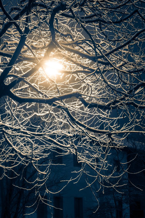 Изображение №28 2847x4270 «Обледенелые ветви дерева, ночь» из коллекции «Обои Зимняя Ночь»