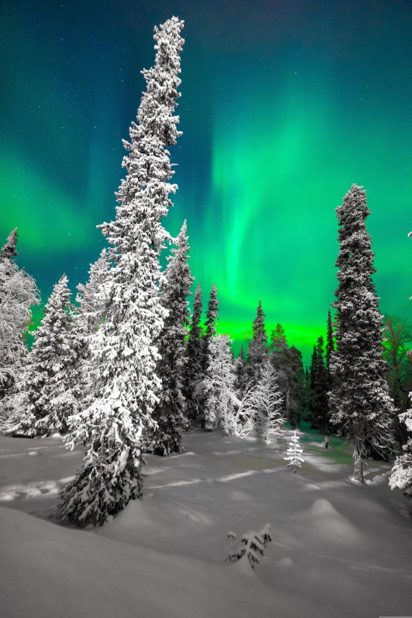 Изображение №6 4000x6000 «Заснеженный лес, северное сияние» из коллекции «Обои Зимняя Ночь»