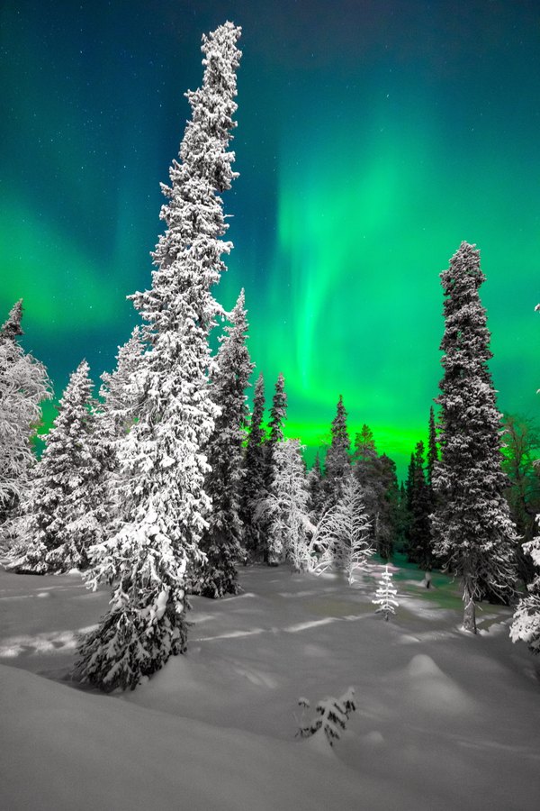 Изображение №6 4000x6000 «Северное сияние над зимним лесом» из коллекции «Обои Северное Сияние»