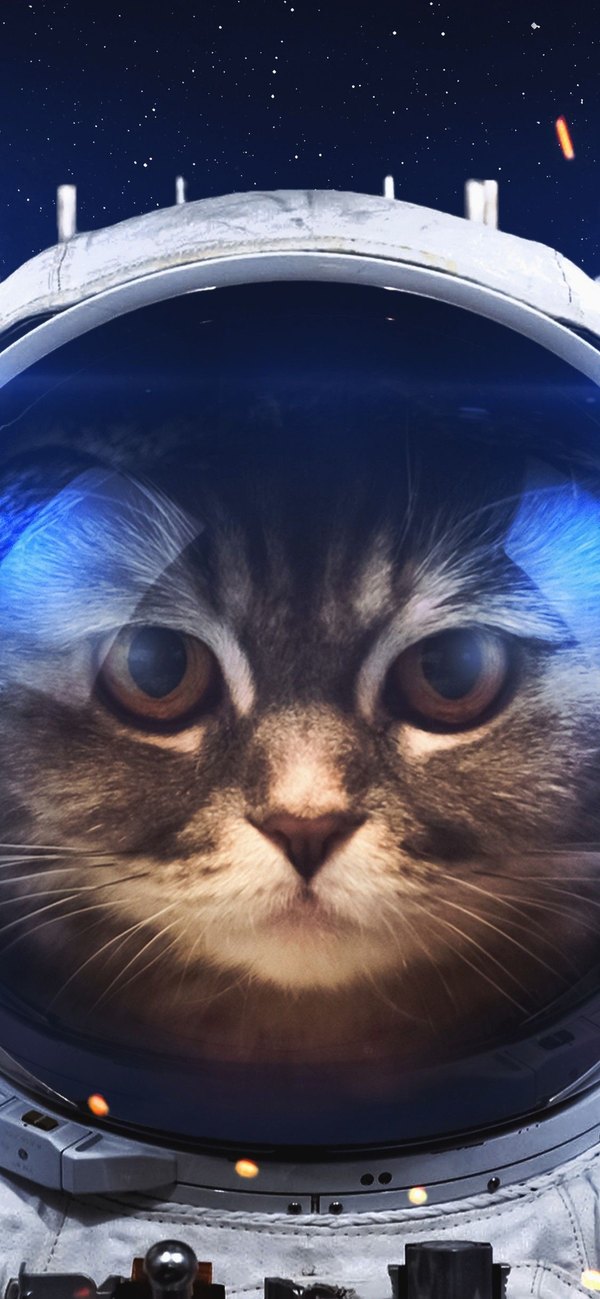 Изображение №13 1125x2436 «Кот космонавт обои на телефон» из коллекции «Обои Кот в Космосе»