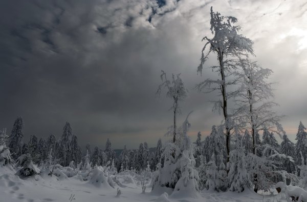 Изображение №40 2047x1345 «Заснеженный лес, зима, снег» из коллекции «Зимний лес»