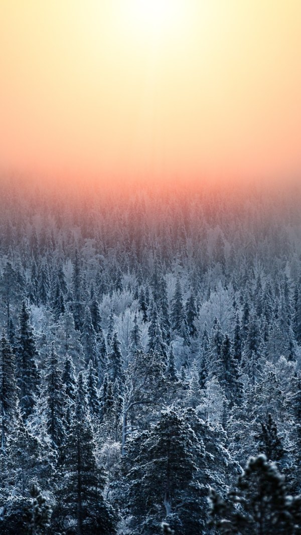 Изображение №20 1440x2560 «Красивый утренний пейзаж, зимний лес» из коллекции «Зимний лес»