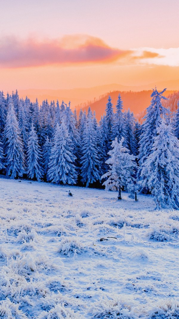 Изображение №26 1440x2560 «Зима, иней, лес» из коллекции «Зимний лес»