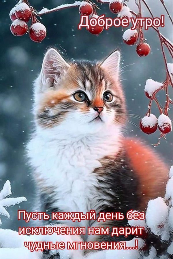 Изображение №4 736x1104 «Доброе утро! Пусть каждый день без исключения нам дарит чудные мгновения!» из коллекции «Открытки «С добрым зимним утром!» с животными»