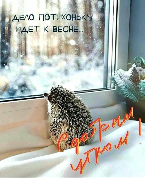 Изображение №9 563x690 «С добрым утром! Ежик, зима.» из коллекции «Открытки «С добрым зимним утром!» с животными»