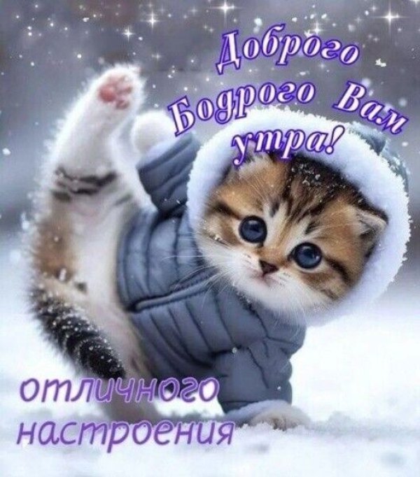 Изображение №2 528x600 «Доброго бодрого вам утра! Милый котенок в куртке.» из коллекции «Открытки «С добрым зимним утром!» с животными»