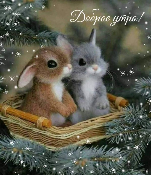 Изображение №15 1080x1255 «Доброе утро! Кролики, зайчики.» из коллекции «Открытки «С добрым зимним утром!» с животными»