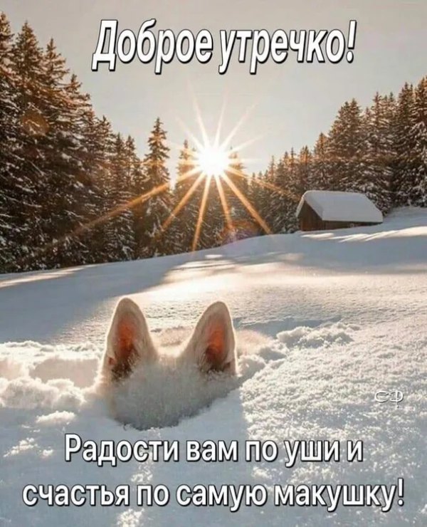 Изображение №5 604x745 «Доброе утро! Радости вам по уши и счастья по самую макушку!» из коллекции «Открытки «С добрым зимним утром!» с животными»