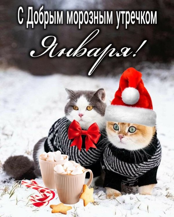 Изображение №25 1080x1350 «С добрым морозным утречком января!» из коллекции «Открытки «С добрым зимним утром!» с животными»