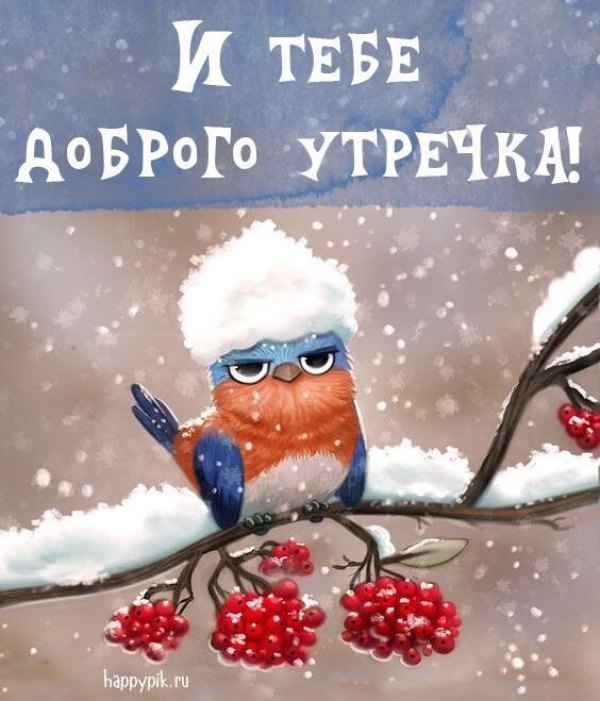 Изображение №23 564x659 «И тебе доброго утречка!» из коллекции «Открытки «С добрым зимним утром!» с животными»