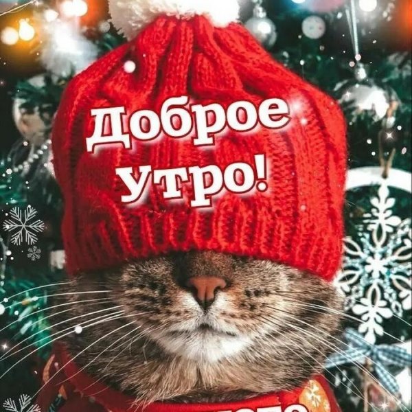 Изображение №28 900x900 «Доброе утро! Кот в красной шапочке.» из коллекции «Открытки «С добрым зимним утром!» с животными»