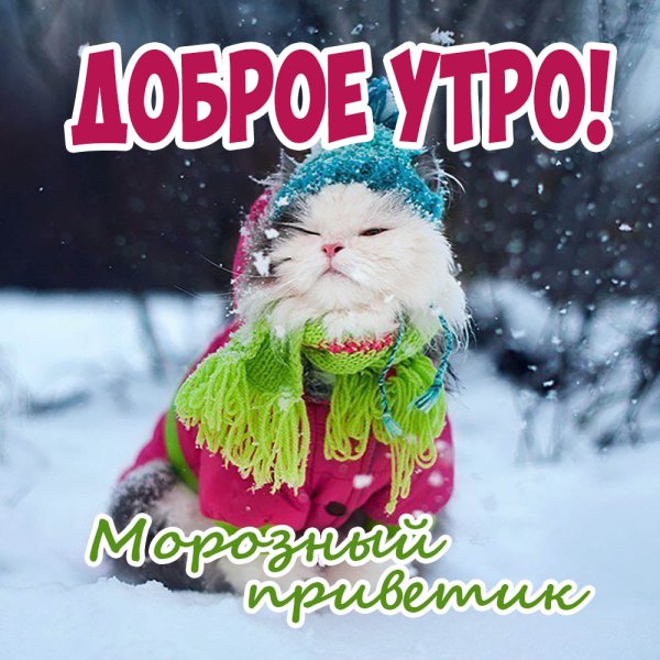Изображение №22 1000x1000 «Доброе утро! Морозный приветик» из коллекции «Открытки «С добрым зимним утром!» с животными»