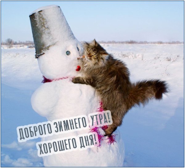 Изображение №21 800x729 «Доброго зимнего утра! Прикол, снеговик и пушистый кот.» из коллекции «Открытки «С добрым зимним утром!» с животными»