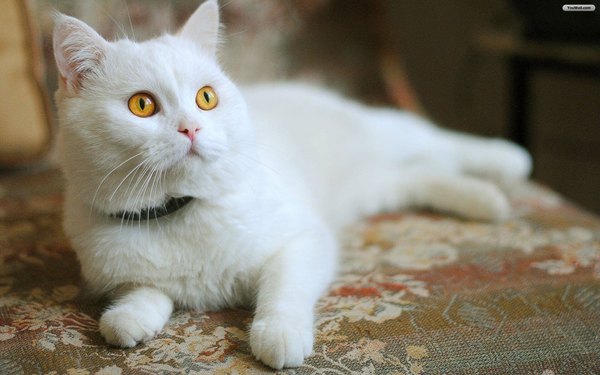Изображение №37 1920x1200 «Белый котяра» из коллекции «Обои Белый Кот, Белая Кошка»