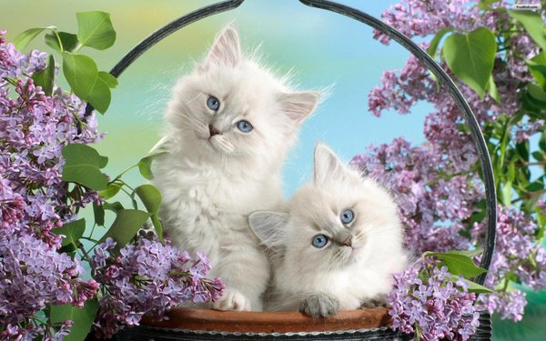 Изображение №38 1920x1200  из коллекции «Обои Белый Кот, Белая Кошка»