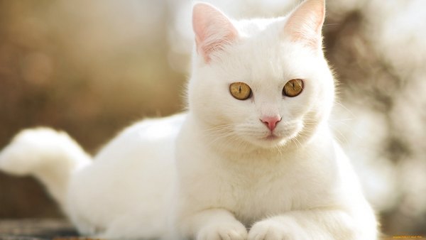 Изображение №49 1920x1080  из коллекции «Обои Белый Кот, Белая Кошка»