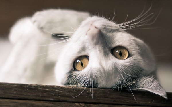Изображение №18 2560x1600  из коллекции «Обои Белый Кот, Белая Кошка»