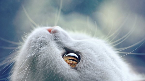 Изображение №19 1920x1080  из коллекции «Обои Белый Кот, Белая Кошка»