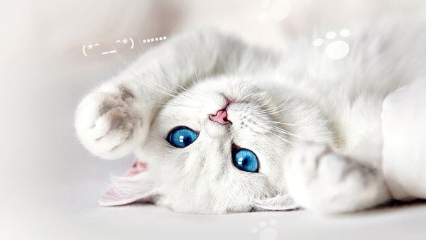 Изображение №4 1920x1080  из коллекции «Обои Белый Кот, Белая Кошка»