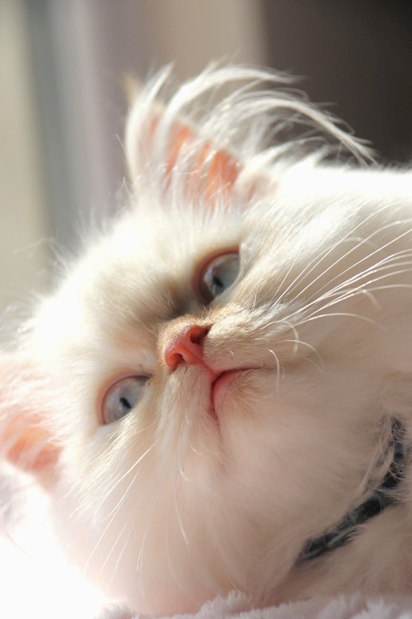 Изображение №32 1280x1920  из коллекции «Обои Белый Кот, Белая Кошка»