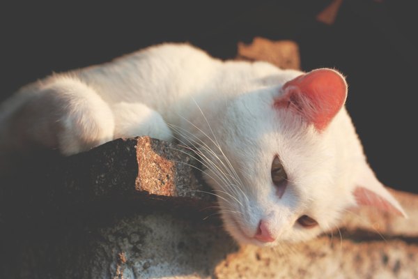 Изображение №42 1920x1280  из коллекции «Обои Белый Кот, Белая Кошка»